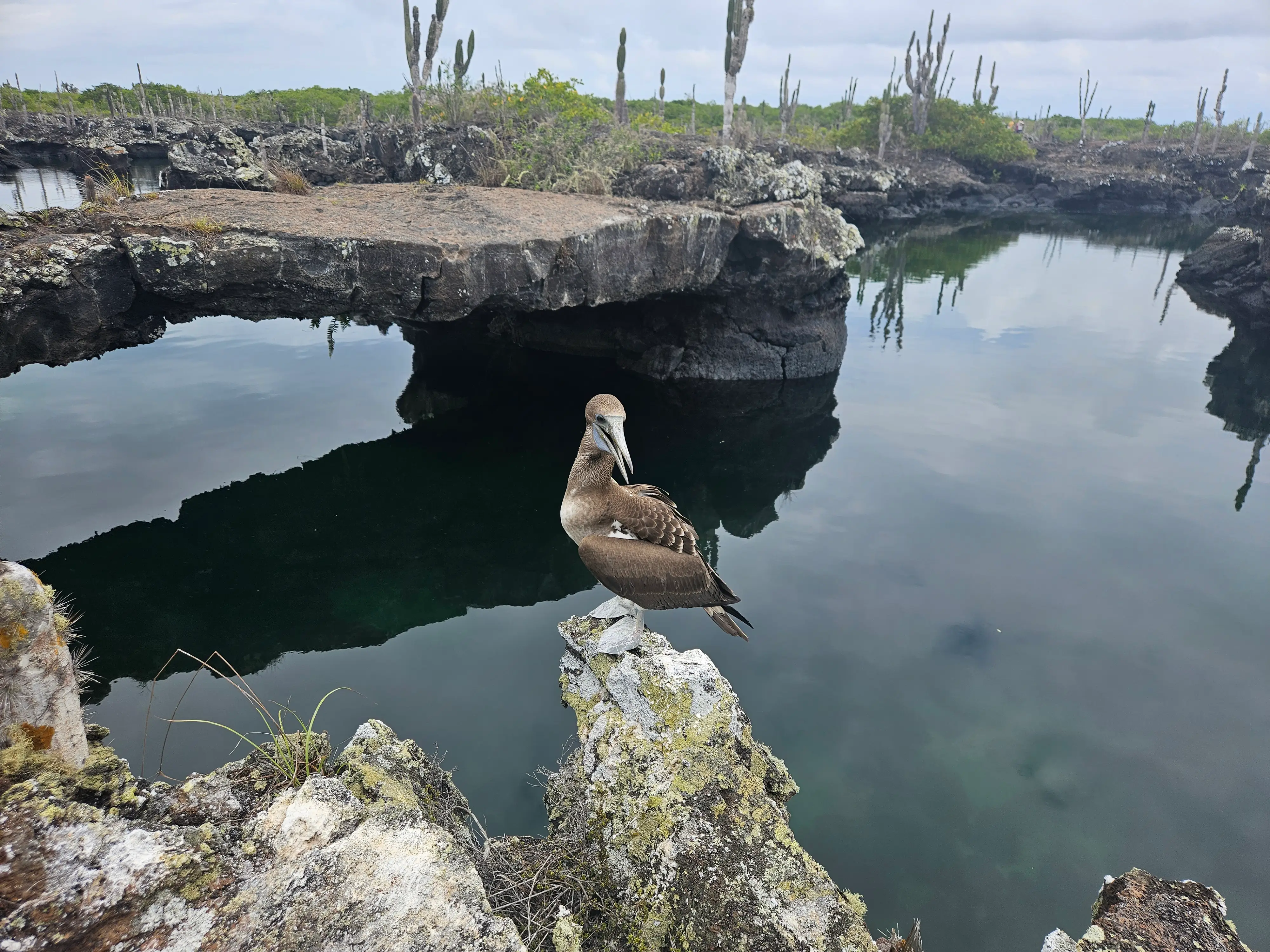 Bird on rocks in galapagos