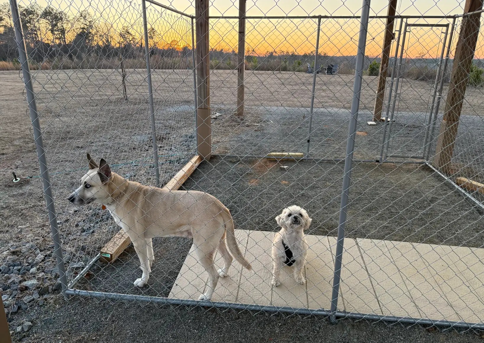 Two dogs in a fenced-in area in a field, with the sun setting in the background.