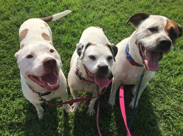 three dogs on grass