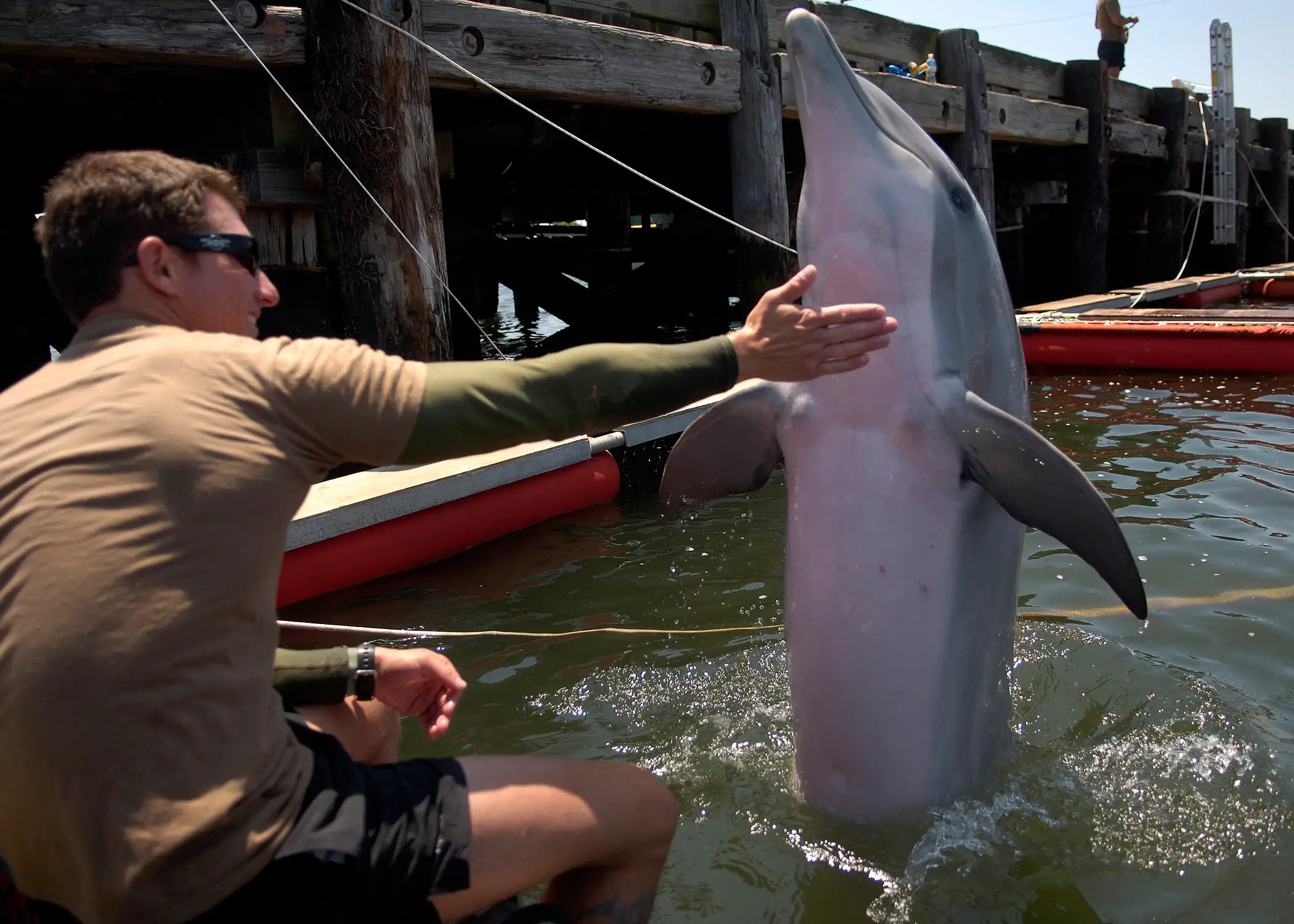 A US Navy handler assigned to the Marine Mammal Company's explosive ordnance disposal unit rewards a bottlenose dolphin following a training event at Joint Expeditionary Base Little Creek-Fort Story, Va., on June 8, 2010.