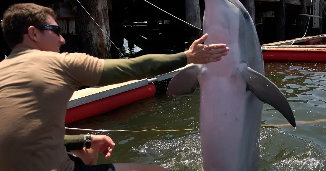 Pentagon leaders got an unusual question about Iran and ‘kamikaze dolphins.’ Here’s how the US military uses these animals.