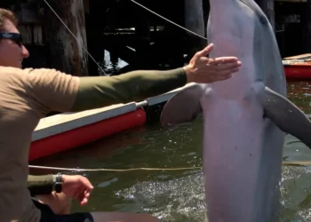 Pentagon leaders got an unusual question about Iran and ‘kamikaze dolphins.’ Here’s how the US military uses these animals.