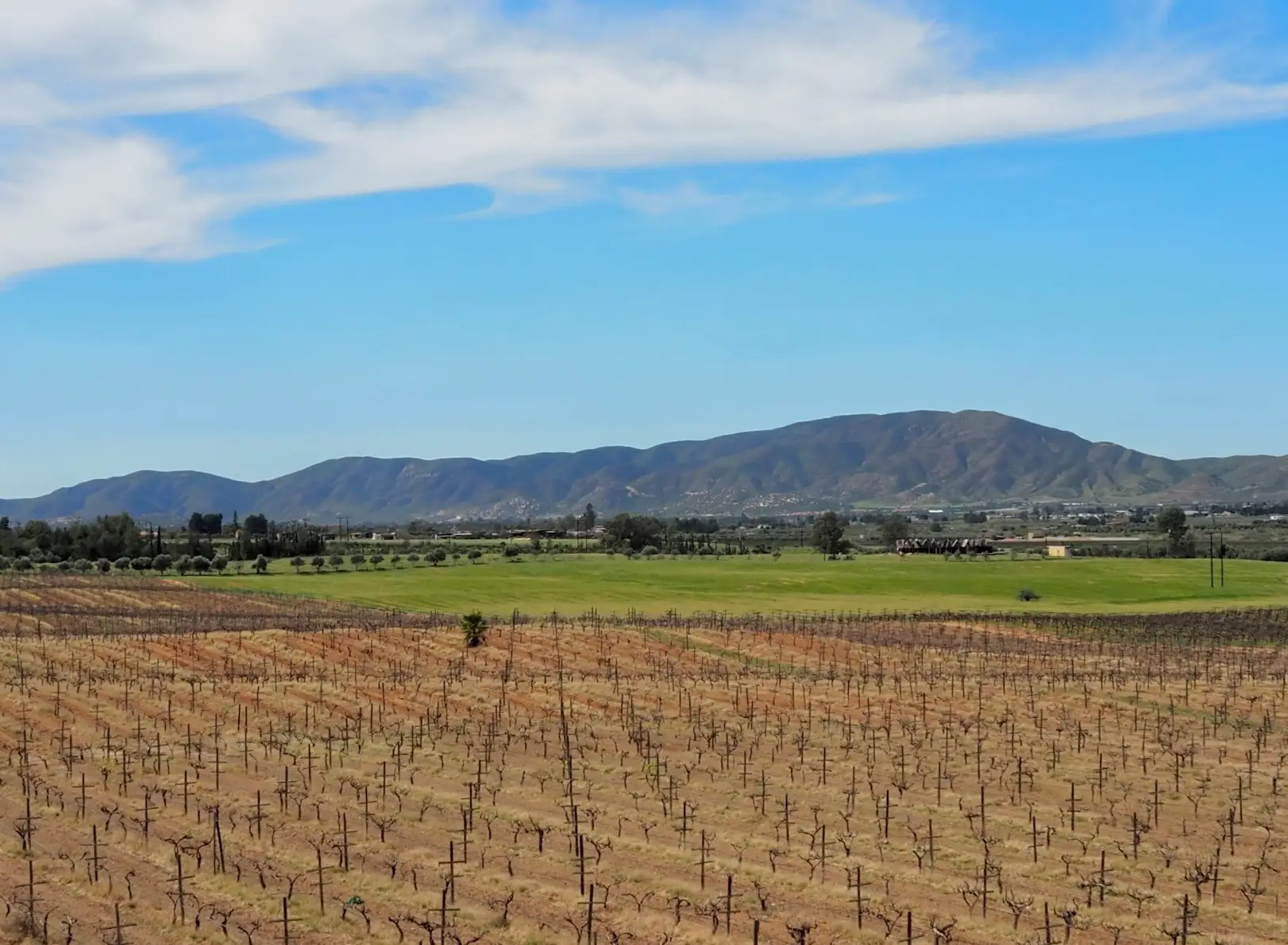 Views of a vineyard with mountains in the background in Valle de Guadalupe.