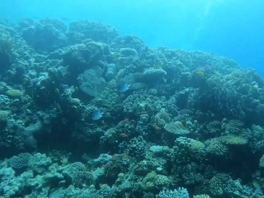 A photo of fish and coral in the Red Sea.