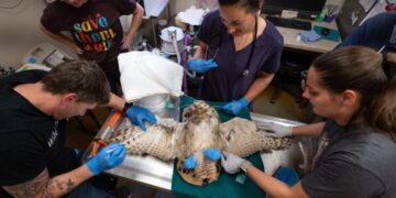 An owl trapped in concrete got a painstaking feather transplant — then flew off