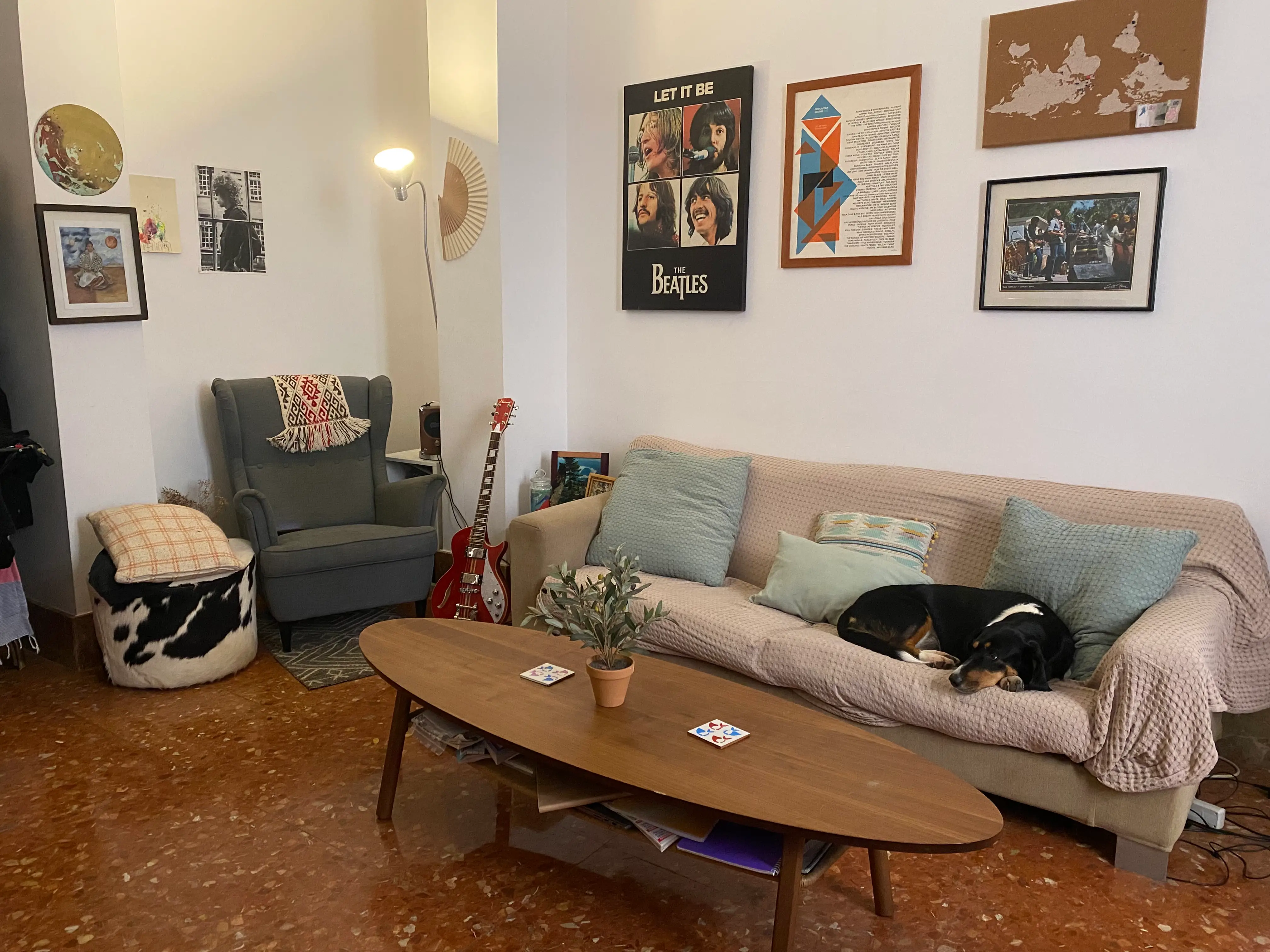 Dog on couch in living room