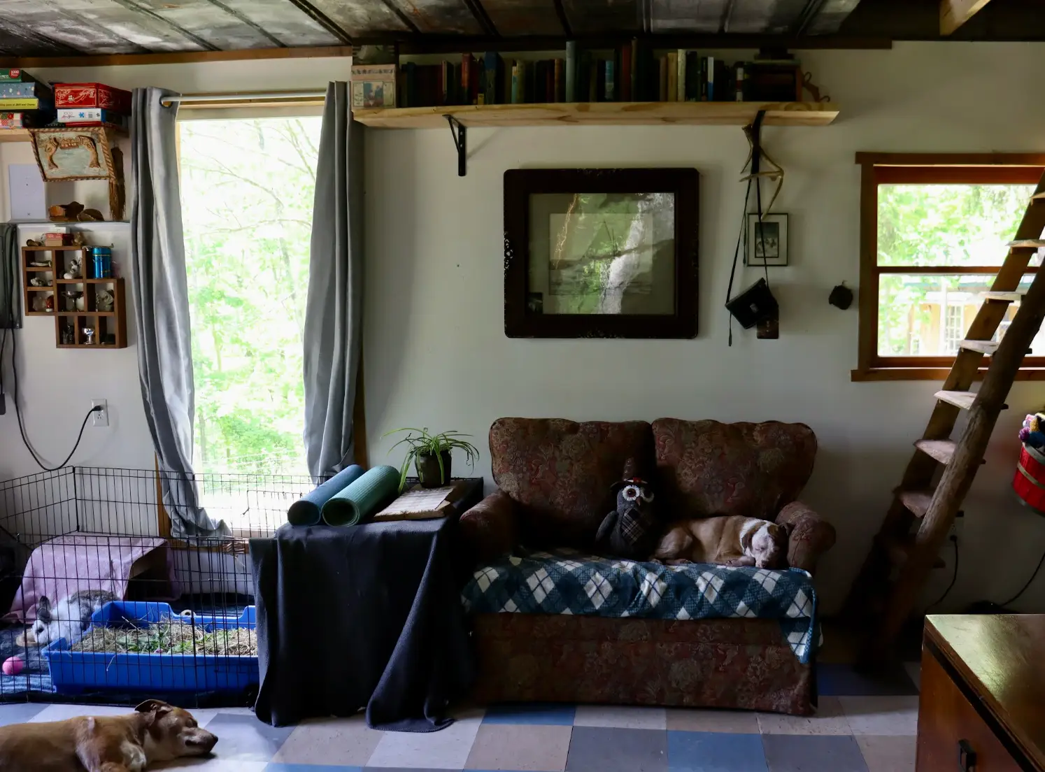 A shot of the couch in the writer's cabin, with two dogs nearby.