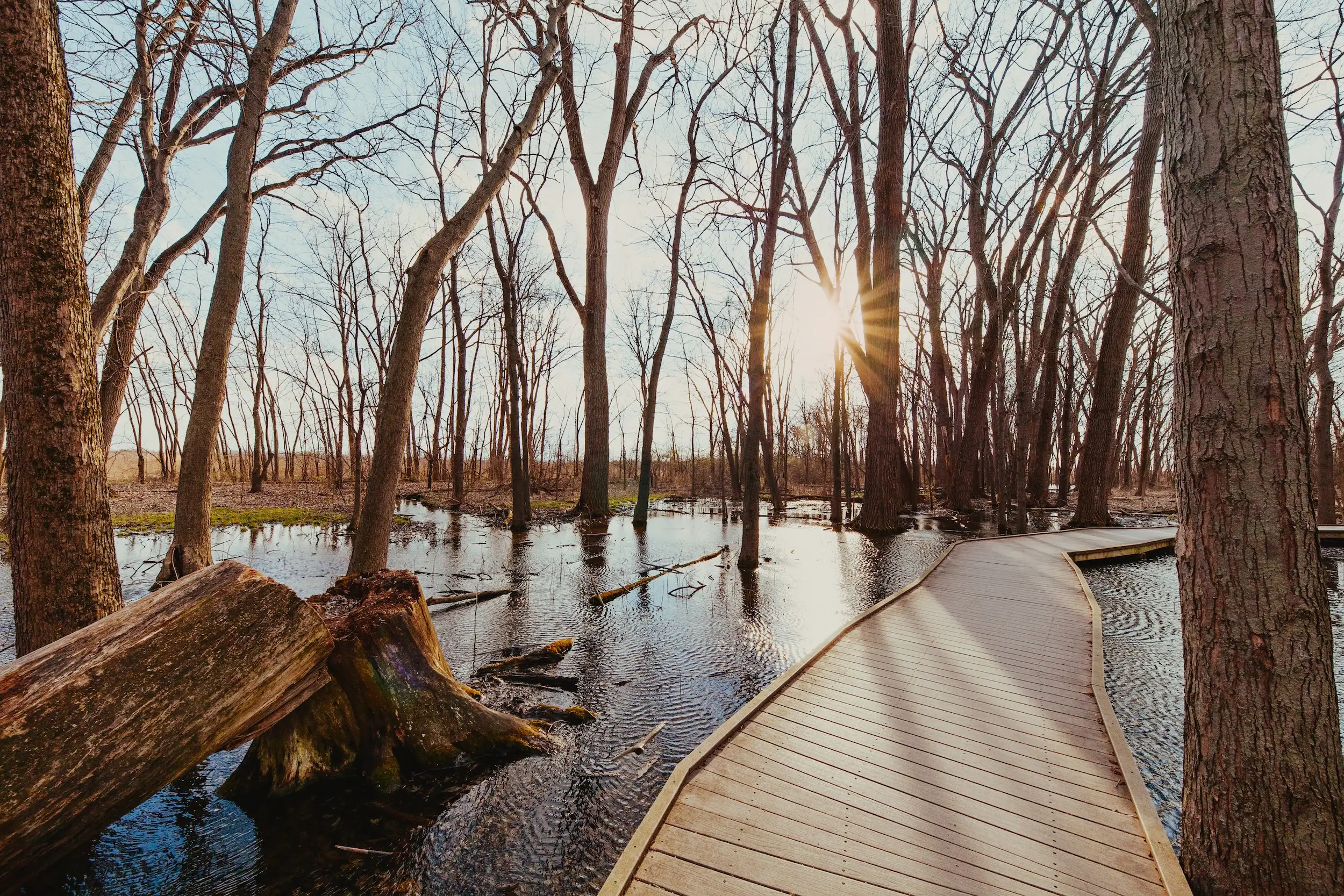 Sun shining through bare trees onto a wooden boardwalk in a swamp.