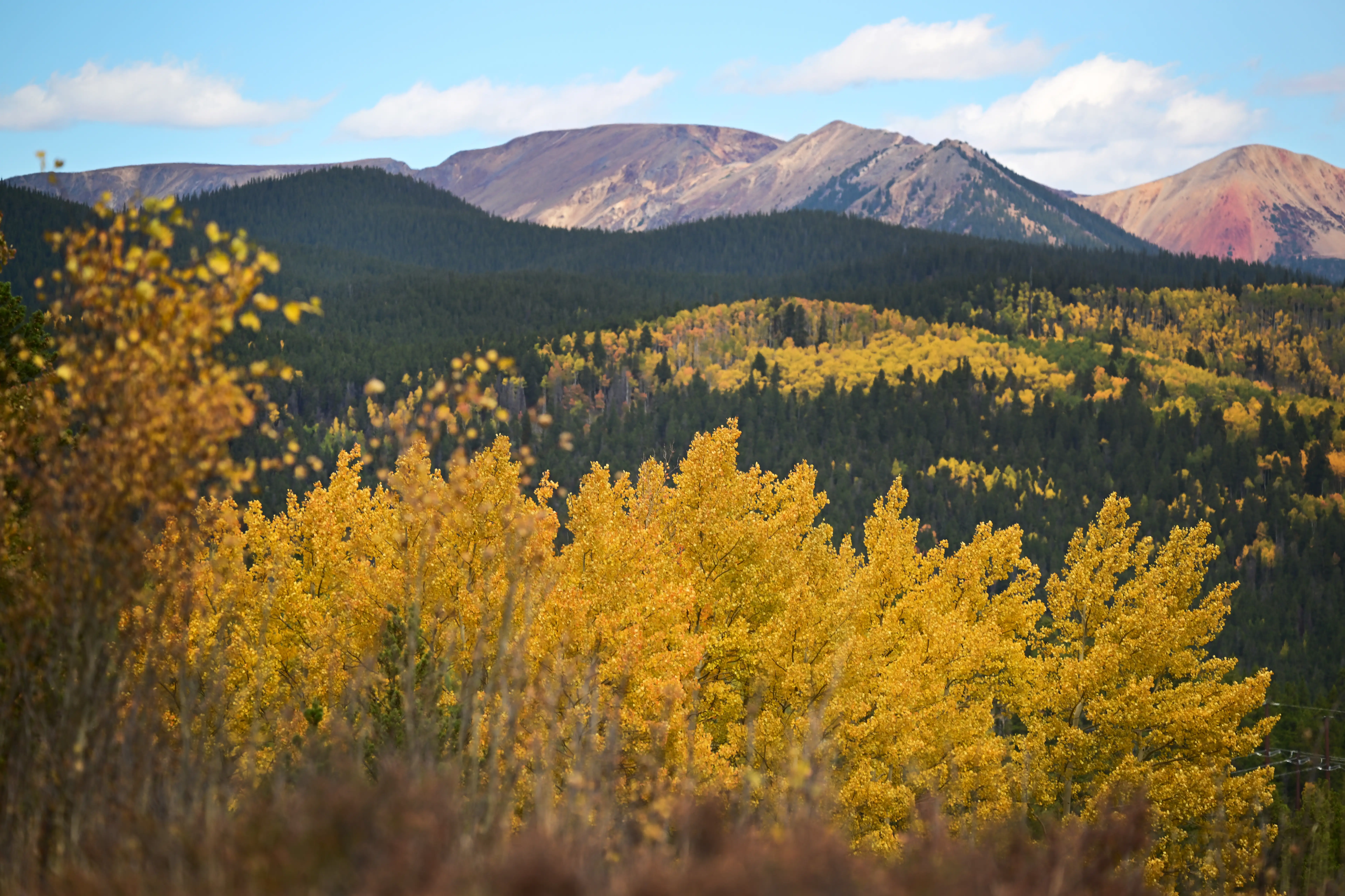 Fall colors start peaking on Kenosha Pass in Park County, Colorado