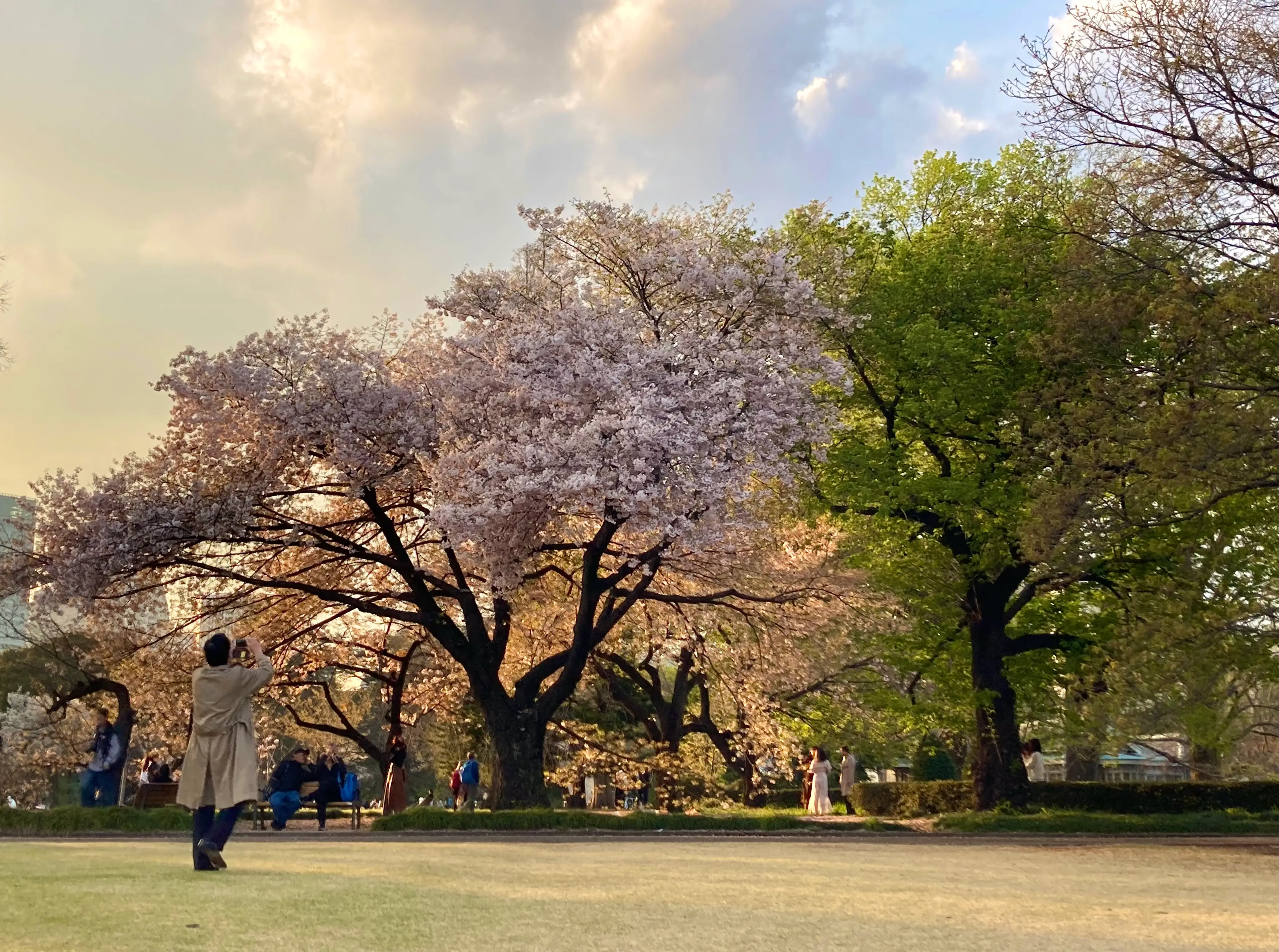 Pink blossoming trees in Tokyo