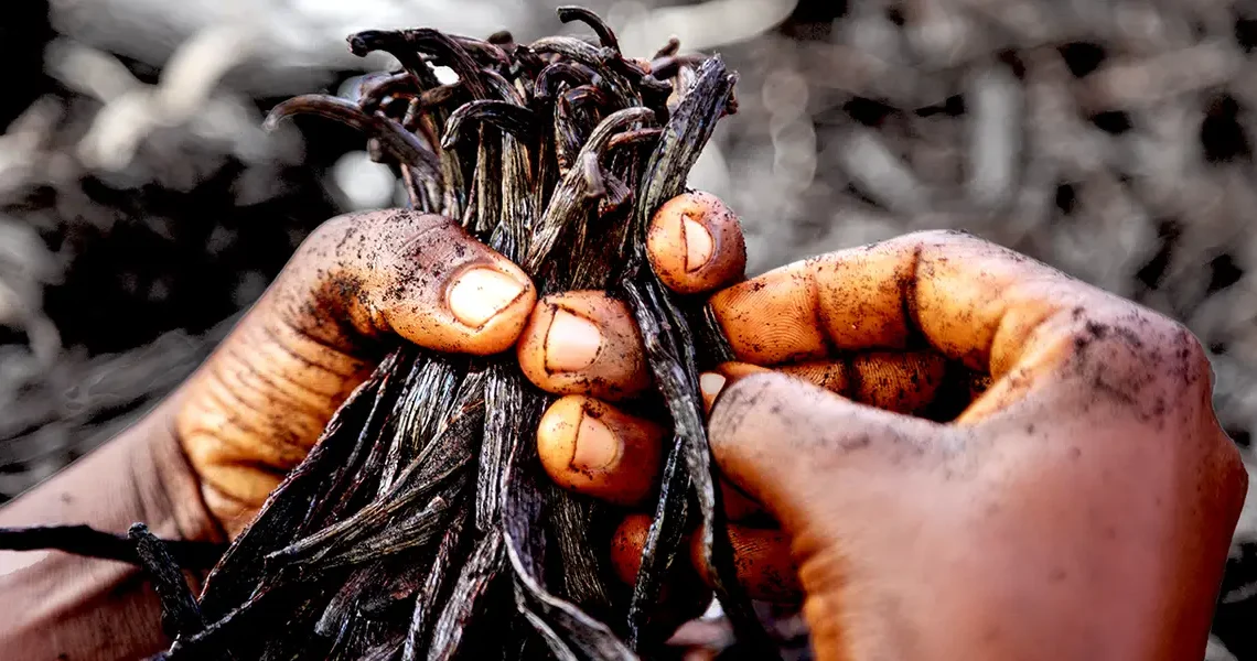 Why big brands are turning to vanilla from Uganda