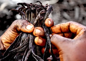 Why big brands are turning to vanilla from Uganda