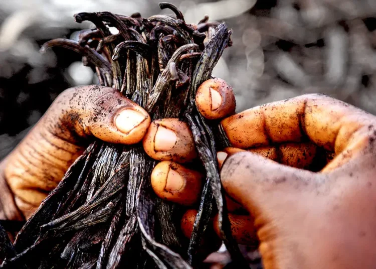 Why big brands are turning to vanilla from Uganda
