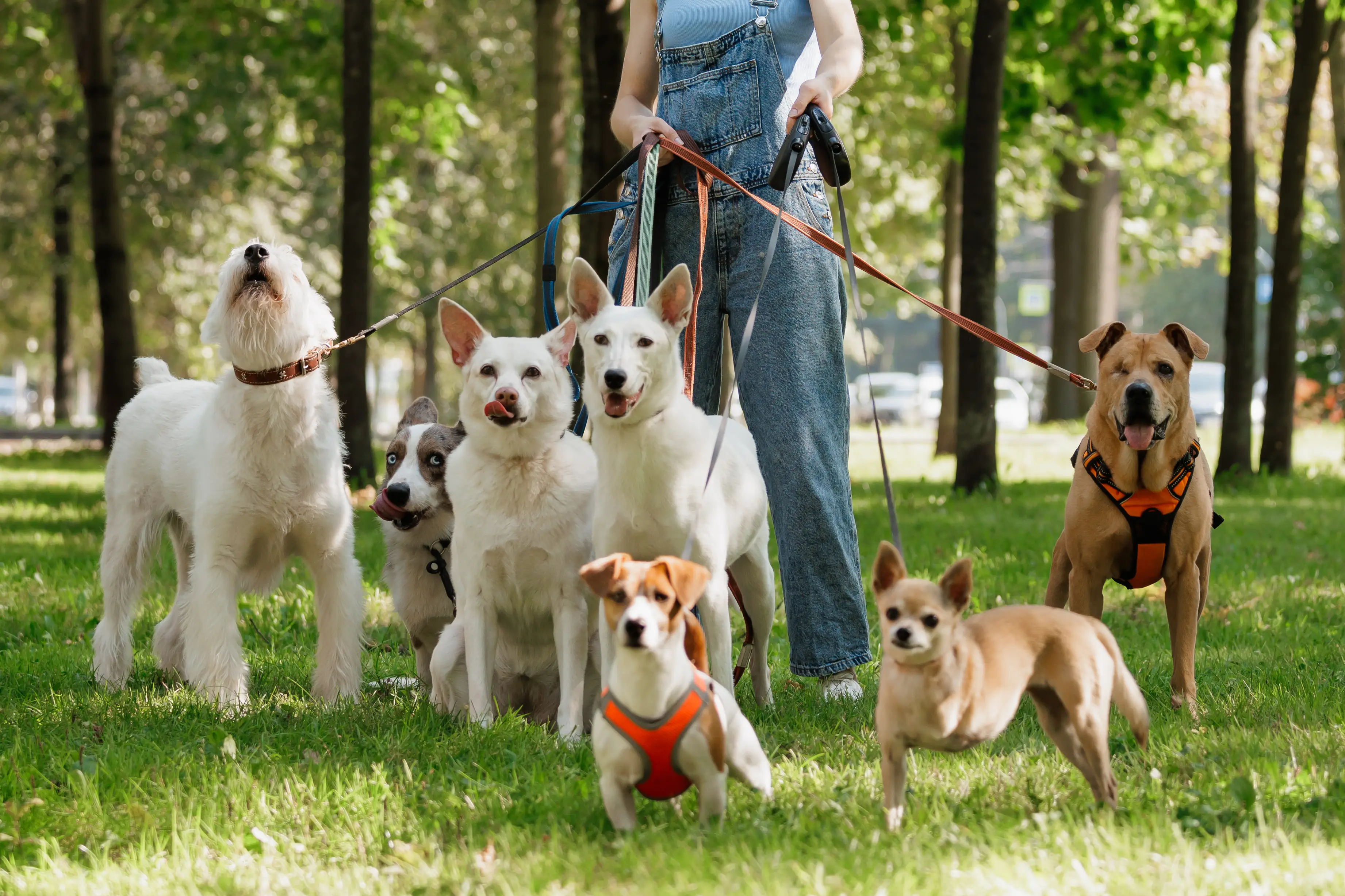 A mix of 7 leashed dogs stand in a park with a person.