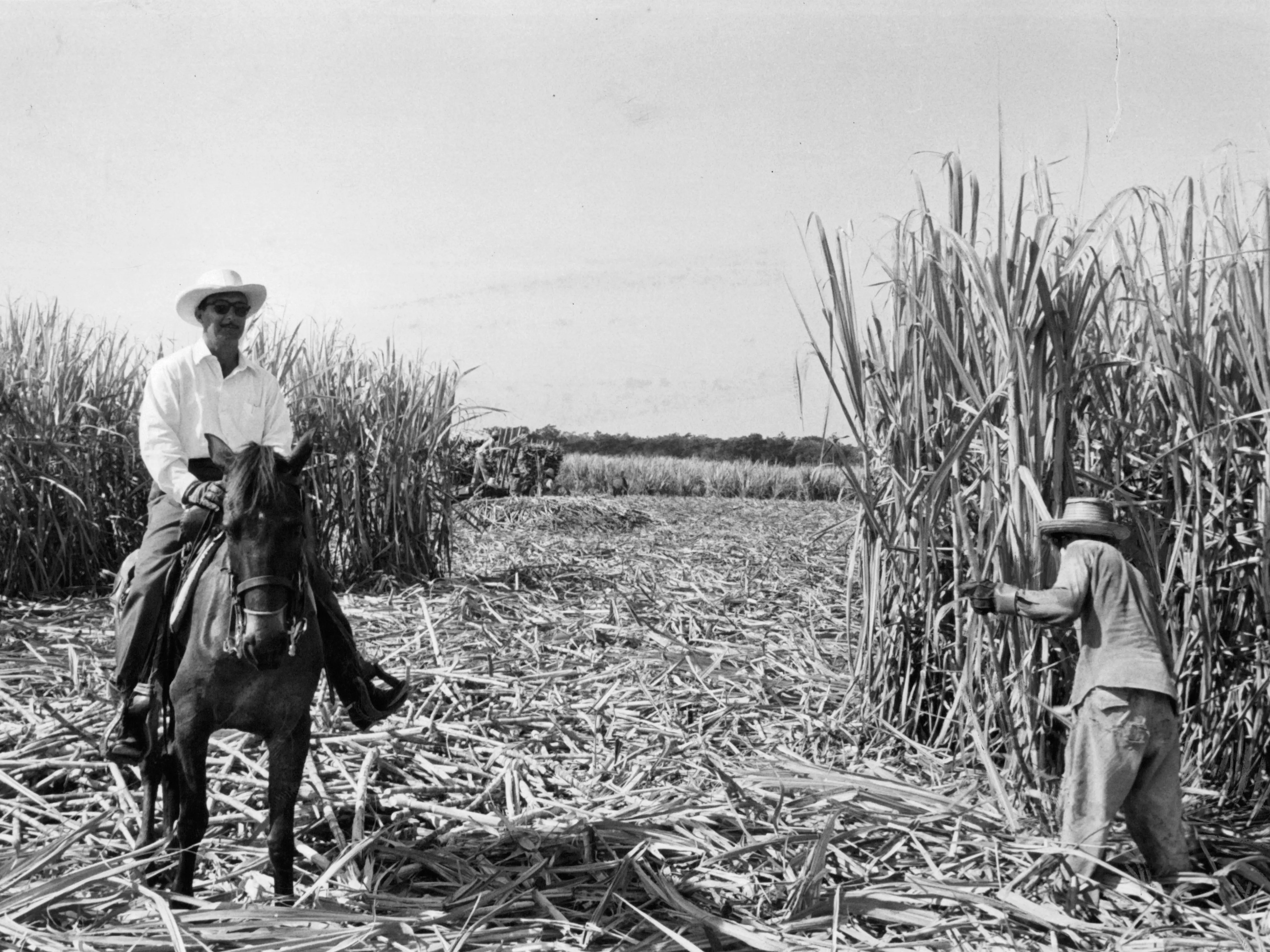 View a farm workers cut sugar cane in Cuba.