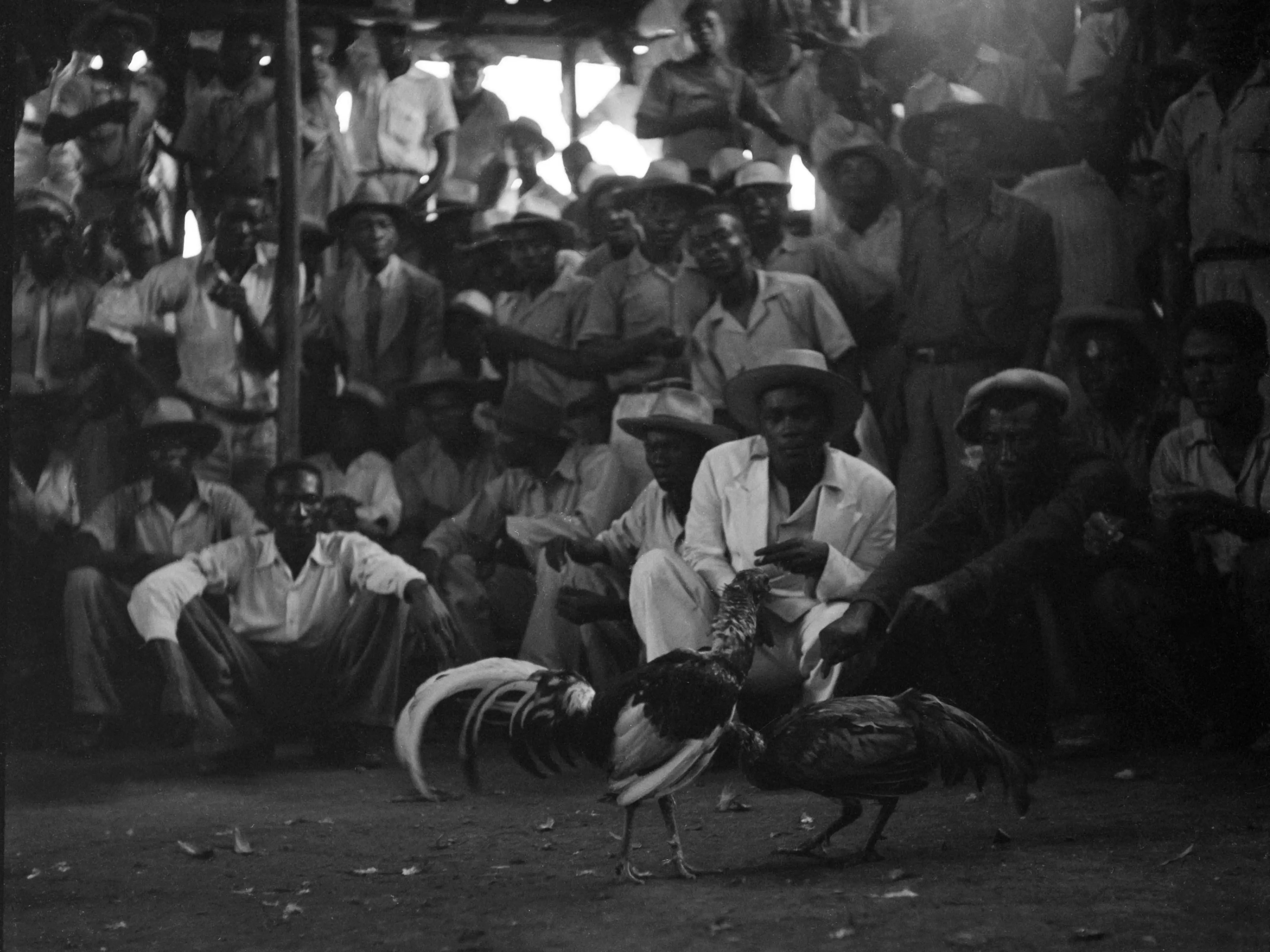 HAVANA, CUBA - MAY 1946: People gather to bet and watch a cock fight in Havana, Cuba.