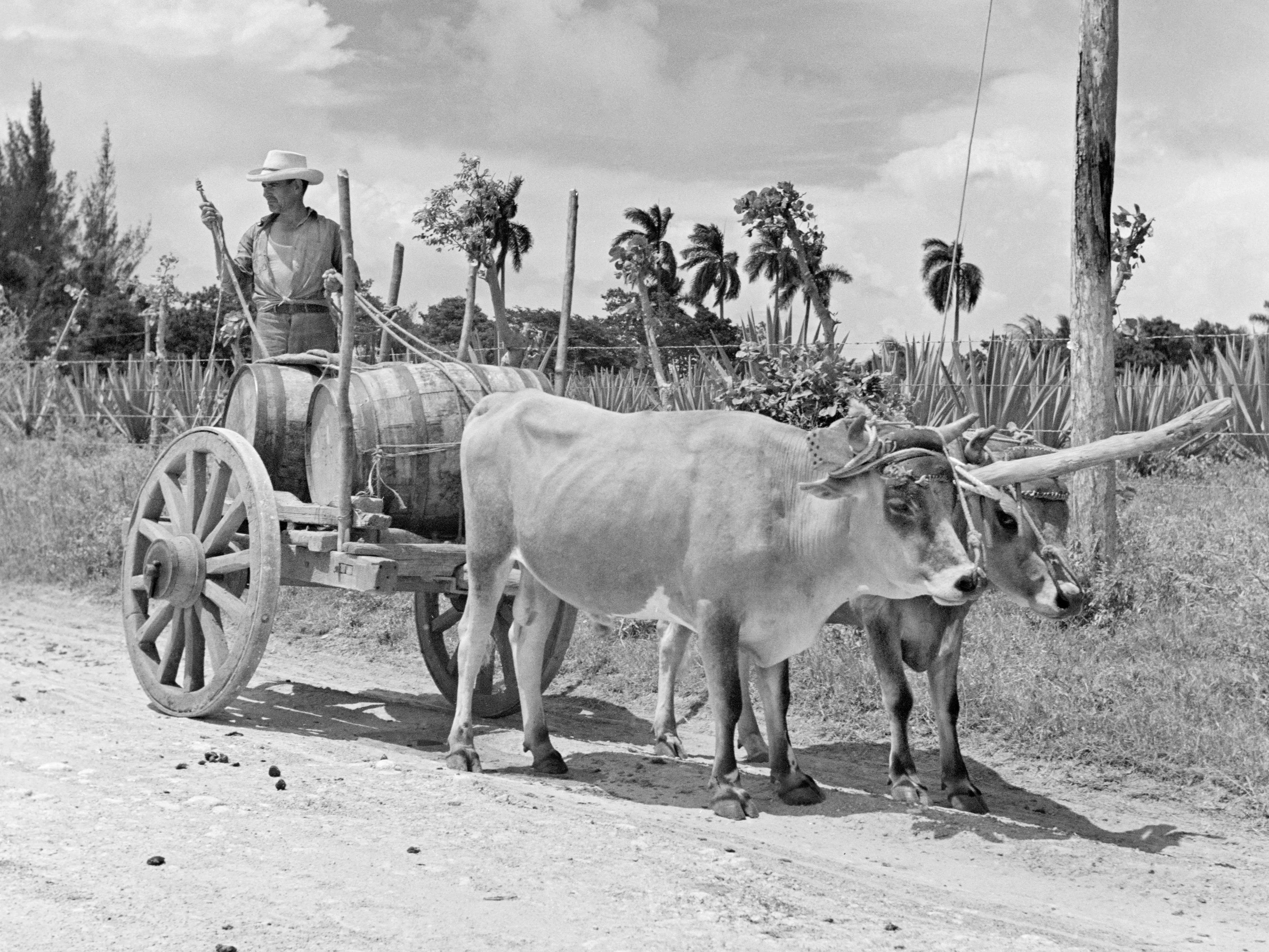 1950s WORKER WITH TEAM OF OXEN HAULING BARRELS OF BACARDI RUM CUBA
