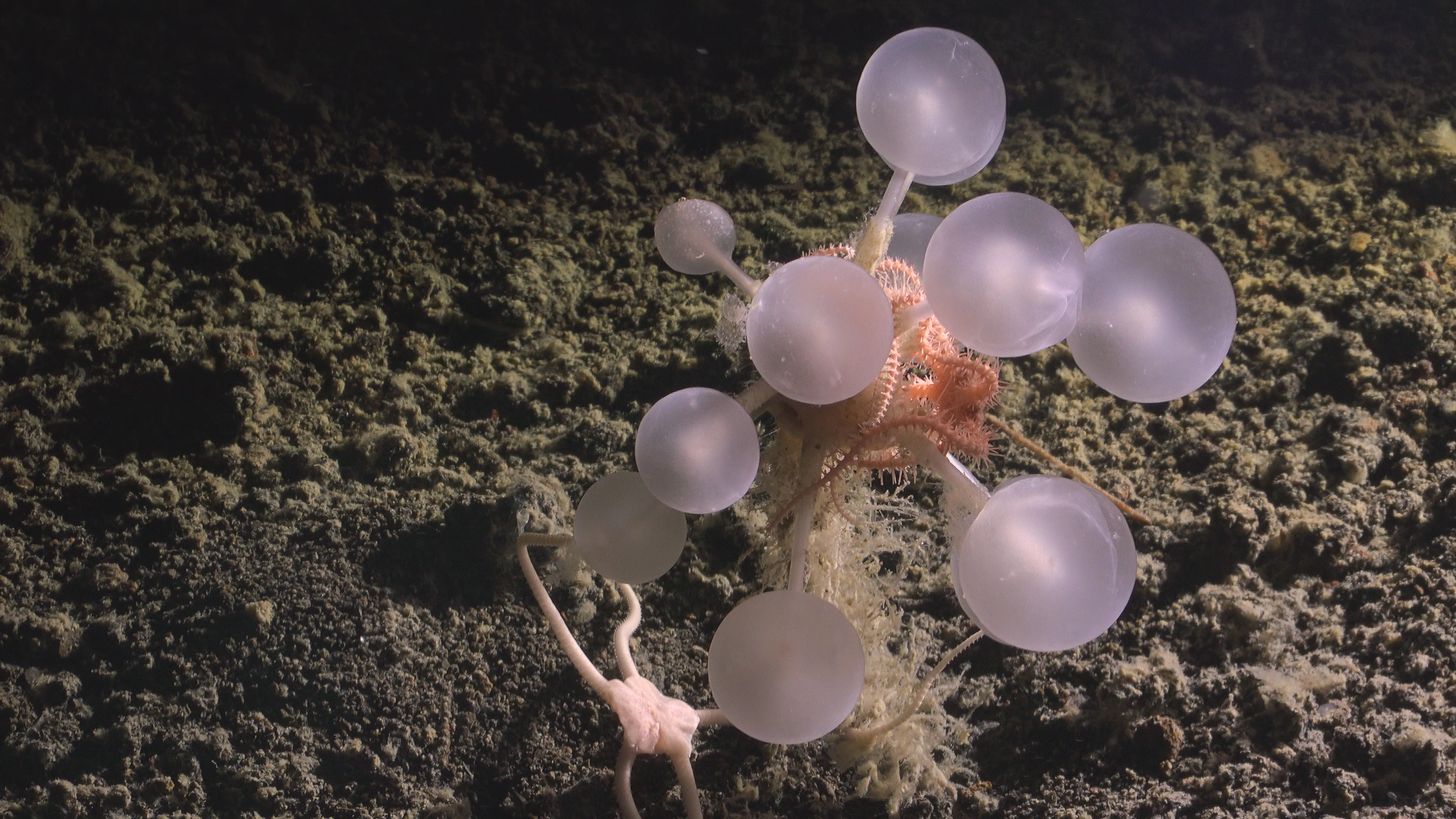 a lavender and pink sea sponge with translucent balls on the ends of several stalks.