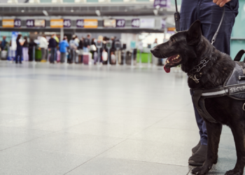 A Customs Dog Named Nitro Sniffed Out $44,690 in Undeclared Cash Hidden by a Traveler Headed to Cancun