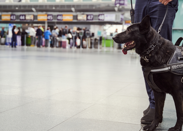 A Customs Dog Named Nitro Sniffed Out $44,690 in Undeclared Cash Hidden by a Traveler Headed to Cancun