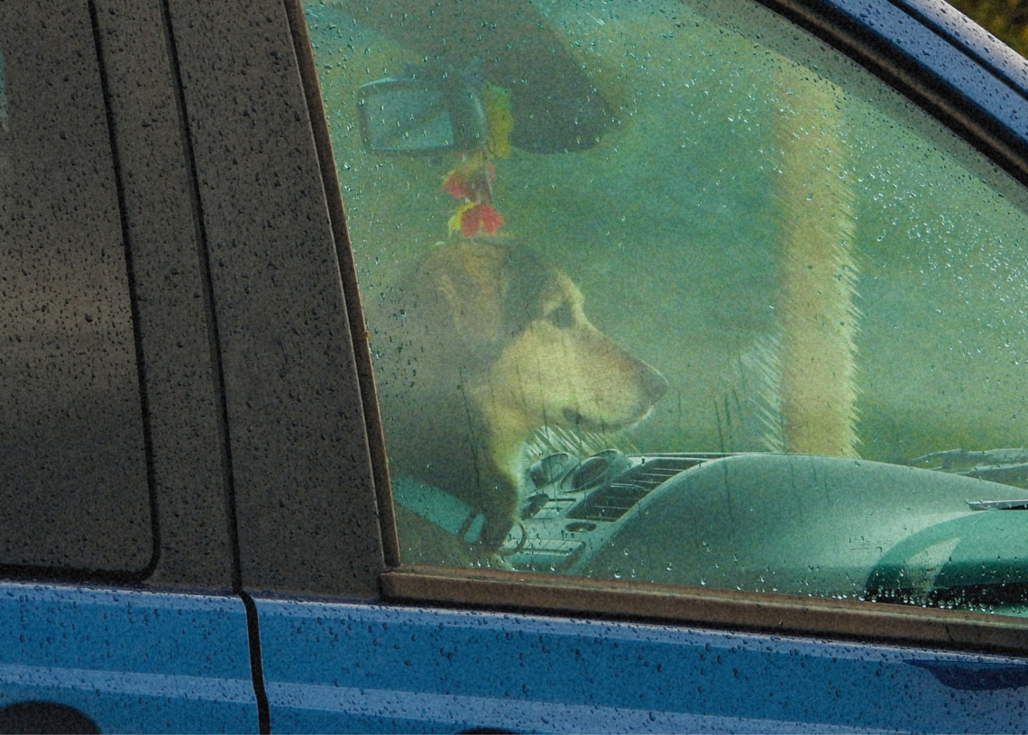 A Dog Shot Someone Again, Which Is Somehow a Real Sentence We Keep Having to Write