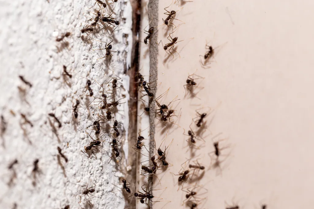 Ants crawling on a wall from a crack in the wall.