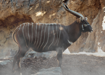 An Antelope So Rare It’s Called the ‘Ghost of the Forest’ Is Being Saved From Extinction. Here’s How.
