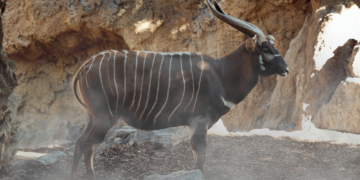 An Antelope So Rare It’s Called the ‘Ghost of the Forest’ Is Being Saved From Extinction. Here’s How.