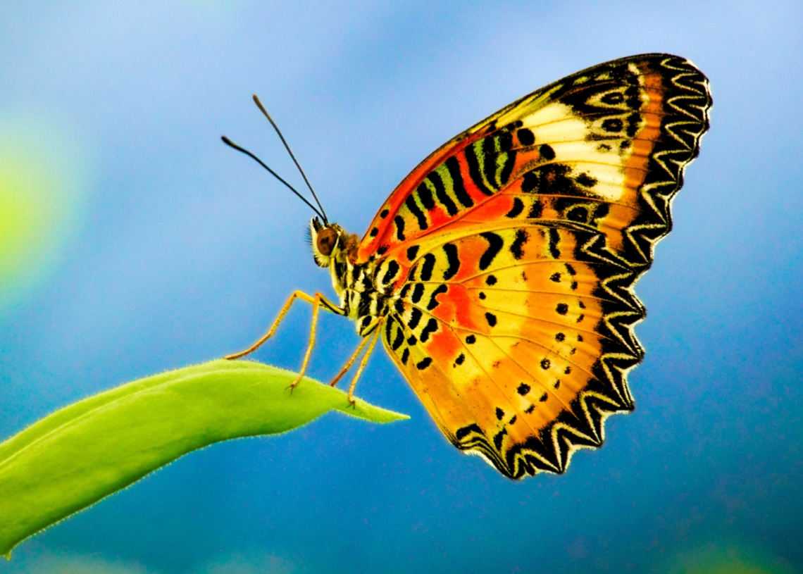 An Injured Butterfly Got a Dried Flower for a Wing (and It Can Fly Again)