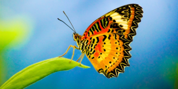 An Injured Butterfly Got a Dried Flower for a Wing (and It Can Fly Again)