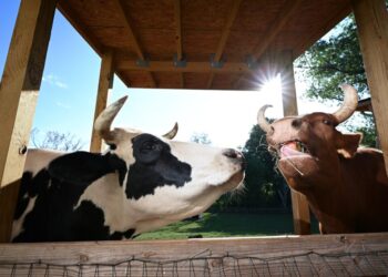 Two baby cows were saved from slaughter. Their rescue is now a documentary.