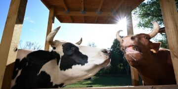 Two baby cows were saved from slaughter. Their rescue is now a documentary.