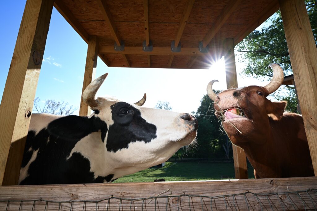 Two baby cows were saved from slaughter. Their rescue is now a documentary.