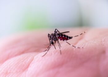 The simple trick that can stop a mosquito bite from itching