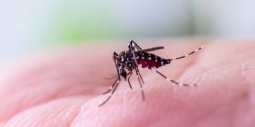 The simple trick that can stop a mosquito bite from itching