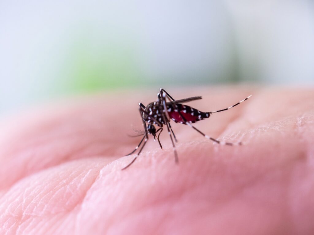 The simple trick that can stop a mosquito bite from itching