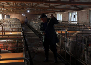 What Plunging Pork Prices Say About China’s Economy