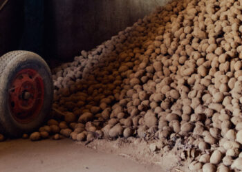 The World Capital of French Fries Has a Problem: Too Many Potatoes