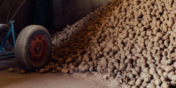 The World Capital of French Fries Has a Problem: Too Many Potatoes