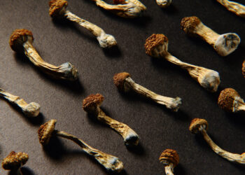 How Republicans came to embrace psychedelic drugs