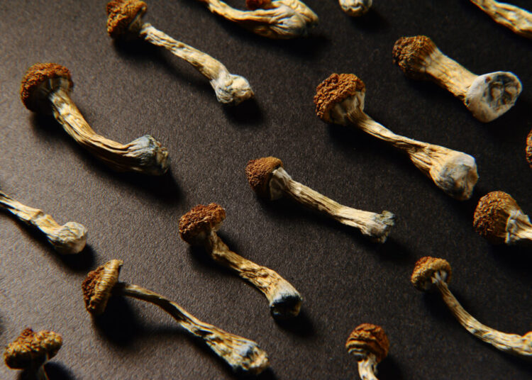 How Republicans came to embrace psychedelic drugs