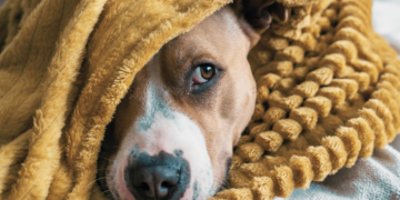 Gen Z Is Using AI to Figure Out If Their Pets Are Depressed. But Does That Actually Work?