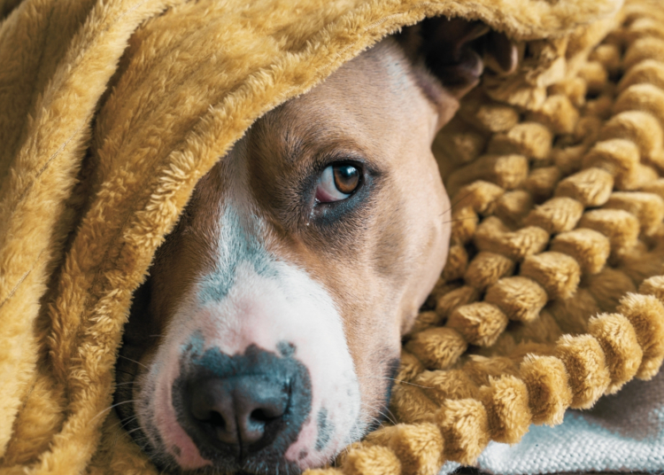 Gen Z Is Using AI to Figure Out If Their Pets Are Depressed. But Does That Actually Work?