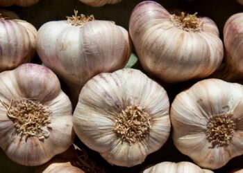 Why Garlic Repels Mosquitoes and Keeps Them From Breeding