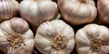 Why Garlic Repels Mosquitoes and Keeps Them From Breeding