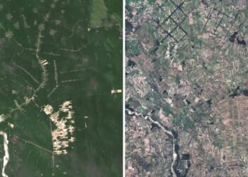 These tropical forests are critically important. Why is this religious sect cutting them down?