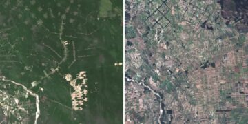 These tropical forests are critically important. Why is this religious sect cutting them down?