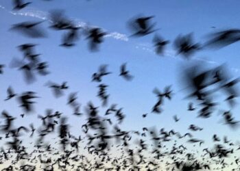 Bat deaths over the last two decades have cost American taxpayers in lost crops, higher taxes, and pricier bonds
