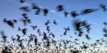 Bat deaths over the last two decades have cost American taxpayers in lost crops, higher taxes, and pricier bonds
