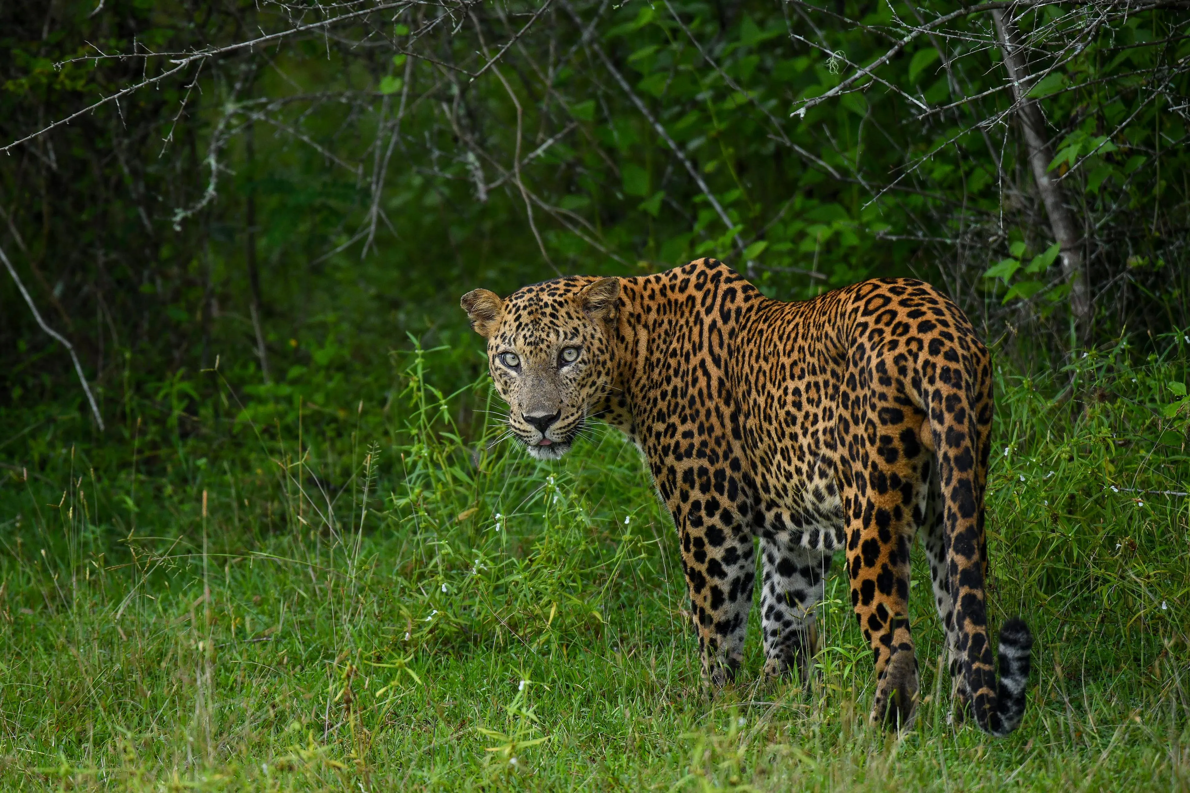 A spotted leopard stares at the camera from the edge of a forest.